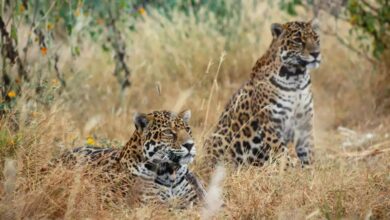 Photo of Inauguran “Jaguares en la selva”, programa de conservación del Tren Maya