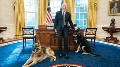 Photo of Devuelven a los perros de Joe Biden a su casa de Delaware, mordieron a un guardia