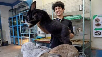 Photo of Un universitario poblano cría los conejos más grandes del mundo