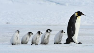 Photo of En Noruega, vacunan a pingüinos para protegerlos de gripe aviar…¡Y recibirán segunda dosis!