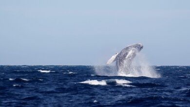 Photo of Baja California Sur vive ‘año catastrófico’ para el avistamiento de ballenas