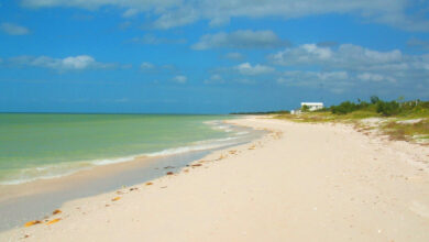 Photo of Celestún no cerrará su playa en Semana Santa