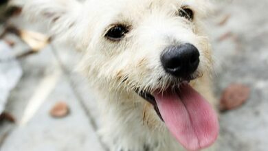 Photo of Banda de “secuestra-perros” azota Mérida