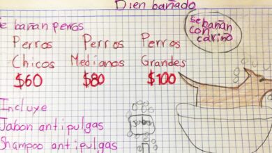 Photo of Niño en Monterrey baña perritos por 60 pesos para pagar sus estudios y ser veterinario