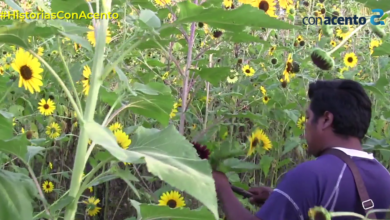 Photo of LA HISTORIA DE AMOR DEL JARDÍN DE GIRASOLES EN TETÍZ