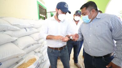 Photo of Distribuyen maíz a más de 224 mil familias en Yucatán