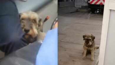 Photo of Perrito persigue ambulancia donde iba su dueño y lo suben