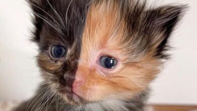 Photo of Apricot, el gatito de ‘dos caras’ recién nacido que ha conquistado las redes sociales