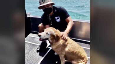 Photo of Bomberos rescatan perrita arrastrada por la corriente en playas de Progreso