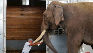 Photo of Rescatan a Big Boy, el elefante, tras una vida en un circo de Jalisco