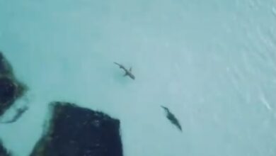 Photo of Persecución entre un tiburón cazando a un cocodrilo se hace viral