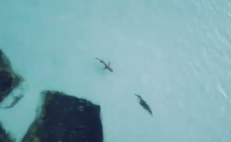 Persecución entre un tiburón cazando a un cocodrilo se hace viral | Con  Acento