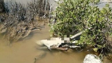 Photo of Asesinan a tres cocodrilos en el puerto de Santa Clara