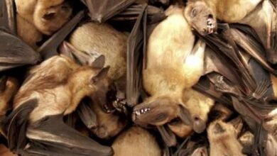 Photo of Por riesgos sanitarios, OMS pide detener la venta de animales silvestres en mercados