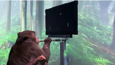 Photo of Compañía de Elon Musk logra que un mono juegue videojuegos usando un implante cerebral