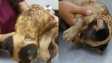 Photo of Queman vivo a cachorro de tres meses; piden justicia para “Huitzilli”