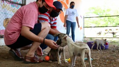 Photo of Ayuntamiento fomenta la adopción a través de la convivencia con los animales