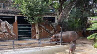Photo of Ayuntamiento brinda atención especial a los zoológicos, desmiente maltrato animal