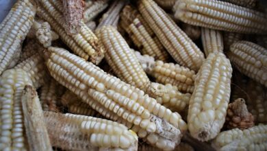 Photo of Feria de las semillas este sábado, Día de San Isidro Labrador, en la comunidad maya de Xoy