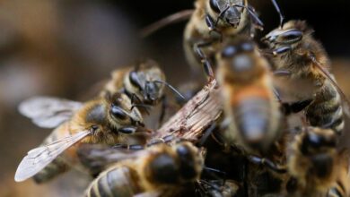 Photo of Investigadores de Holanda entrenan abejas para detectar casos de covid-19