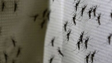 Photo of Liberan el primer lote de mosquitos ‘autodestructivos’ modificados genéticamente