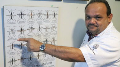 Photo of Temporada de lluvias activa larvas del mosquito Aedes aegypti  