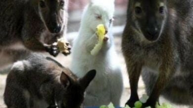 Photo of Nace rarísimo canguro albino en zoológico ruso