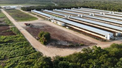 Photo of Ordenan suspensión total de granja porcícola en Chapab