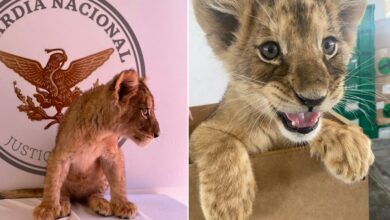 Photo of Localizan cachorra de león Africano en Aeropuerto de Ciudad Juárez
