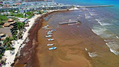 Photo of “Nos ahogamos”: alertan en Quintana Roo por presencia masiva de sargazo