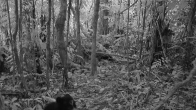 Photo of Hallan dos cachorros jukumari en Venezuela, el único oso autóctono de Suramérica