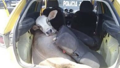 Photo of Policías encuentran vaca robada en la cajuela de un auto, en Tabasco