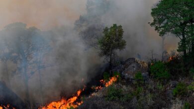 Photo of En lo que va del año, 67% más superficie afectada por incendios forestales
