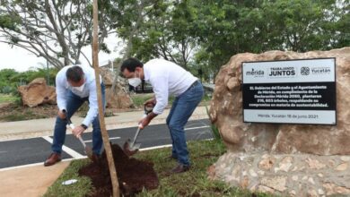 Photo of Superan meta de arborización al plantar 216,603 árboles en Mérida