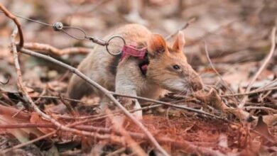 Photo of Rata experta en detectar minas se ‘jubila’ tras 5 años de servicio