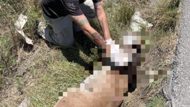 Photo of Muere atropellado puma en la carretera Playa del Carmen-Tulum