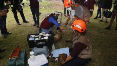 Photo of Rescatan a los dos perros que cayeron en socavón de Puebla