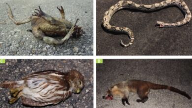 Photo of En Yucatán la fauna silvestre está muriendo atropellada