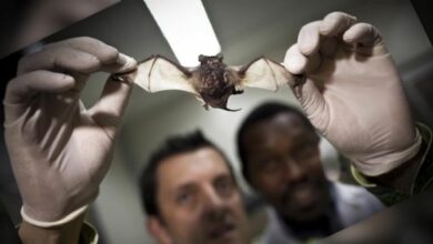 Photo of Encuentran nuevos Coronavirus en murciélagos