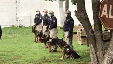 Photo of Perros que detectan Covid-19 llegan a Yucatán