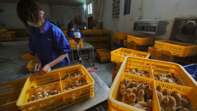 Photo of China confirma primer caso de gripe aviar H10N3 en humanos