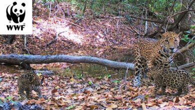 Photo of Captan jaguar con sus crías en Calakmul