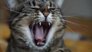 Photo of Gatos se alimentan con el cadáver de su dueña