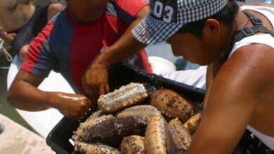 Photo of Yucatán no levantaría la veda al pepino de mar este año