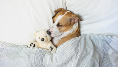 Photo of Dormir con tu “lomito” es más sano que dormir con tu novio