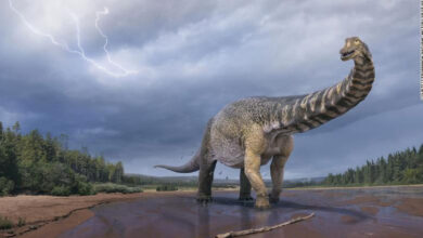 Photo of El dinosaurio de Australia es una nueva especie, era tan largo como una cancha de baloncesto