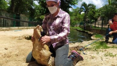 Photo of Se adiestran contra los cocodrilos de la Reina Isabel en Tizimín