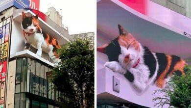 Photo of Gato 3D hiperrealista en pantalla gigante sorprende a viajeros de Tokio