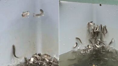 Photo of Salmones “enloquecen” tras intoxicarse con cocaína en Alemania