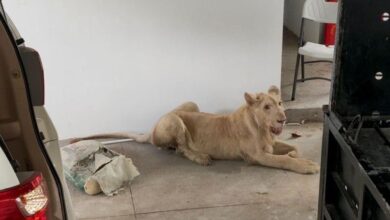 Photo of Rescatan a león de 18 meses sin garras ni colmillos en Camboya